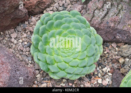 Aeonium (aeonium tabuliforme) Foto Stock