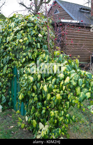 Il persiano edera (hedera colchica 'sulphur cuore') Foto Stock
