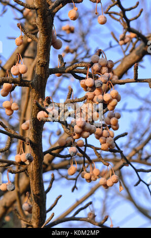 Il ginkgo (Ginkgo biloba) Foto Stock