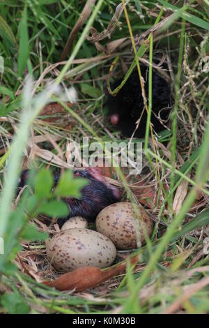 Pukeko (Porphyrio melanotus) Foto Stock