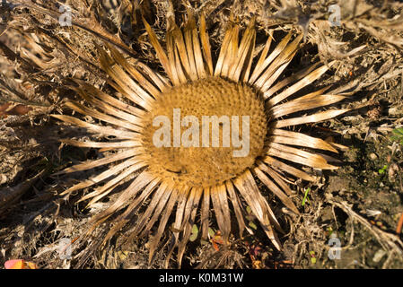 Acanto-lasciava carline thistle (carlina acanthifolia) Foto Stock