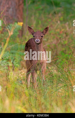 Giovane daino Foresta di Dean Foto Stock