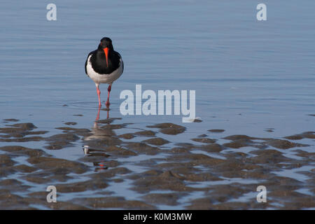 Oystercatcher variabile (Toreo pangeo) Foto Stock