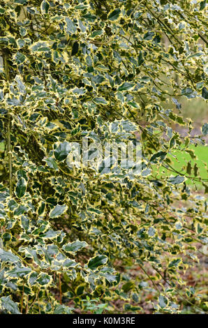 Agrifoglio comune (Ilex aquifolium 'aureomarginata') Foto Stock