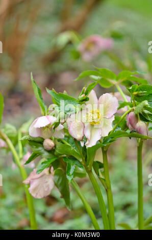 Rosa quaresimale (Helleborus orientalis) Foto Stock