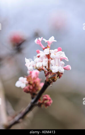 Fragranti viburnum (viburnum farreri) Foto Stock