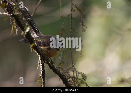 Nuova Zelanda fiocco (Rhipidura fuliginosa) Foto Stock