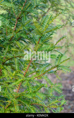 Noce moscata giapponese-yew (Torreya Nucifera) Foto Stock