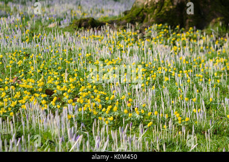 Inverno aconiti (eranthis hyemalis) e crochi (crocus) Foto Stock