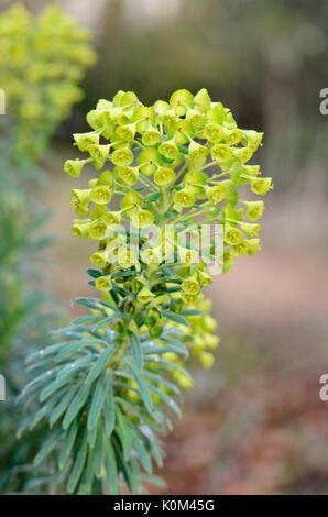 Grande mediterraneo (Euforbia euphorbia characias) Foto Stock