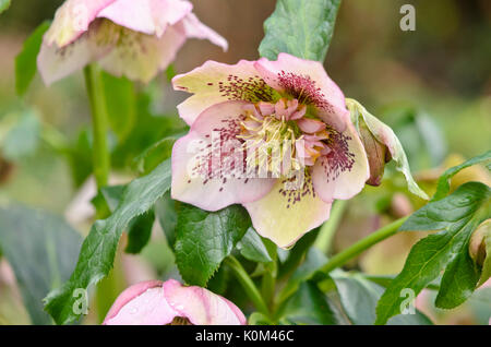 Rosa quaresimale (Helleborus orientalis) Foto Stock