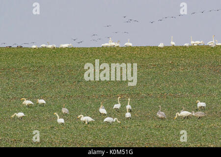 Whooper cigni (cygnus cygnus) su un campo, Brandeburgo, Germania Foto Stock