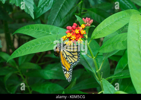 Farfalla monarca (danaus plexippus) e scarlatto milkweed (asclepias curassavica) Foto Stock