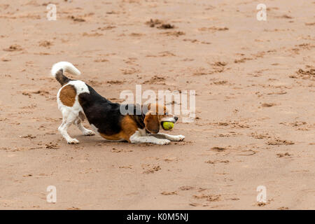 Chi lascia i cani! Cani sulla spiaggia che esercitano, giocando, correre, saltare e scorazzare sulla bellissima giornata estiva su uno di Devon's finest beach. Foto Stock