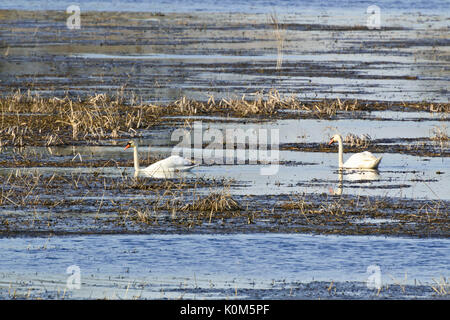 Cigni (Cygnus olor) su un prato allagato Foto Stock