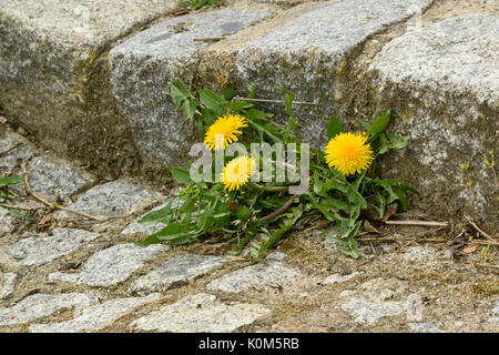 Comune di tarassaco (Taraxacum officinale) Foto Stock