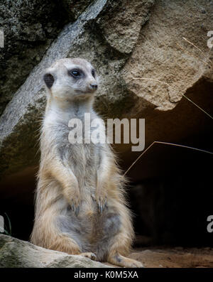Bella seduta meerkat (Suricata suricatta) vicino a rock Foto Stock