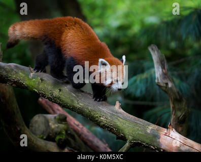 Bella panda rosso (Ailurus fulgens) su albero Foto Stock