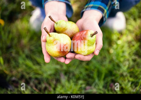 Frutta organica. Cibo sano. Pere fresche nelle mani degli agricoltori Foto Stock