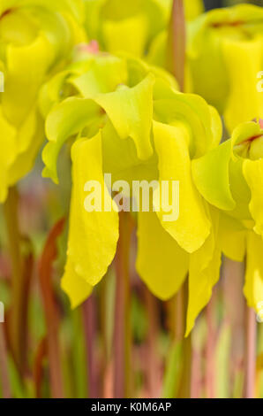 Giallo tromba bricco (sarracenia flava) Foto Stock