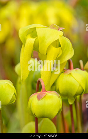 Giallo tromba bricco (sarracenia flava) Foto Stock