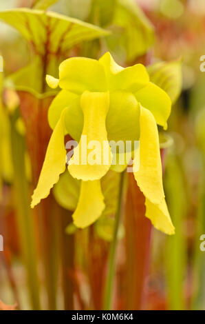 Giallo tromba bricco (sarracenia flava) Foto Stock