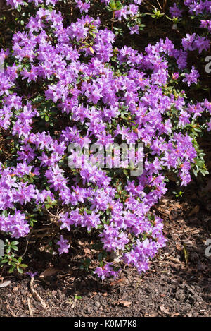 Nana rododendro viola (Rhododendron impeditum 'moorheim') Foto Stock