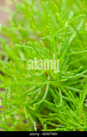 Verde di cotone di lavanda (santolina rosmarinifolia "OLIVIA") Foto Stock