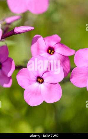 Lo spunto da fermi (phlox phlox stolonifera) Foto Stock