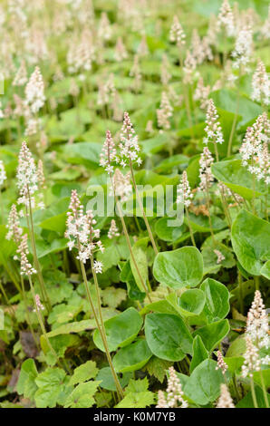 Canada mayflower (maianthemum canadense) Foto Stock