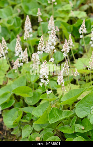 Canada mayflower (maianthemum canadense) Foto Stock