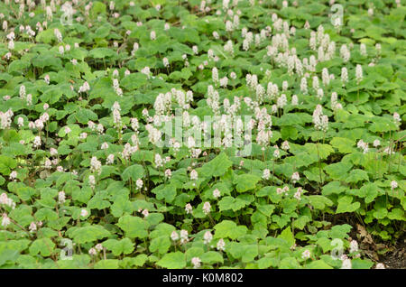 Canada mayflower (maianthemum canadense) Foto Stock