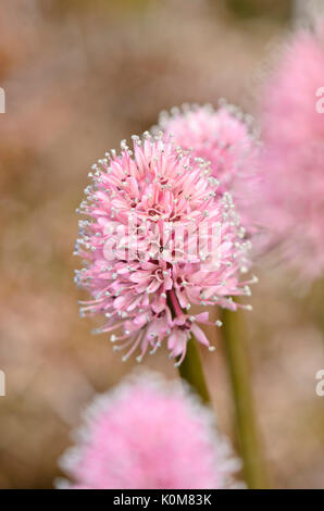 Swamp rosa (helonias bullata) Foto Stock