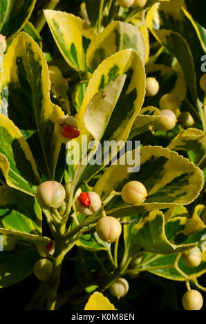 Semi di Euonymus. Foto Stock