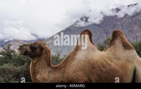 Due Rare-humped cammelli permanente sulla collina nella Valle di Nubra, Ladakh, India. Foto Stock