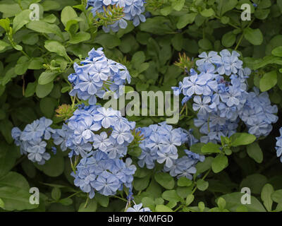 Plumbago capensis cresce in grande casa verde Foto Stock