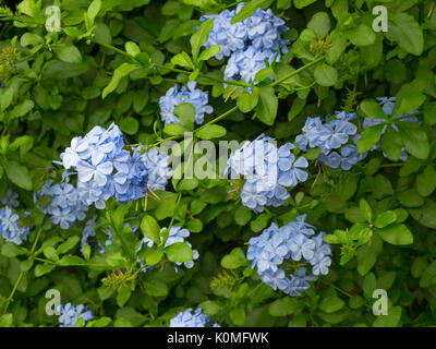 Plumbago capensis cresce in grande casa verde Foto Stock