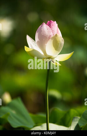 Grande vibrante Lotus Ninfee Foto Stock