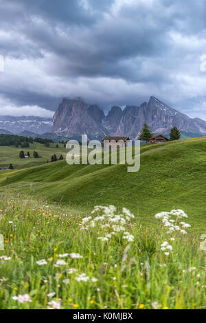 Alpe di Siusi / Seiser Alm, Dolomiti, Alto Adige, Italia. Pioggia nuvole sopra l' Alpe di Siusi / Seiser Alm con le vette del Sassolungo/Sassolungo e Foto Stock
