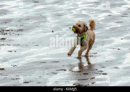 Chi lascia i cani! Cani sulla spiaggia che esercitano, giocando, correre, saltare e scorazzare sulla bellissima giornata estiva su uno di Devon's finest beach. Foto Stock