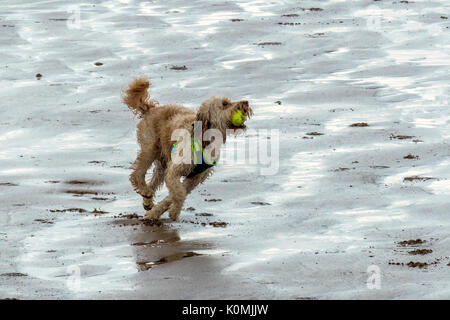Chi lascia i cani! Cani sulla spiaggia che esercitano, giocando, correre, saltare e scorazzare sulla bellissima giornata estiva su uno di Devon's finest beach. Foto Stock