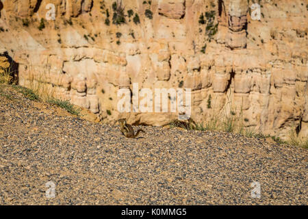 Lungo il Parco Nazionale di Bryce Canyon dello Utah sono presenti più vedette e si affaccia per vedere giù nel canyon. Foto Stock