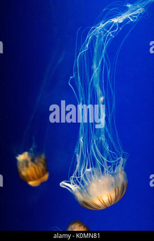 Meduse arancione galleggiante nella vibrante blu acqua in un acquario Foto Stock