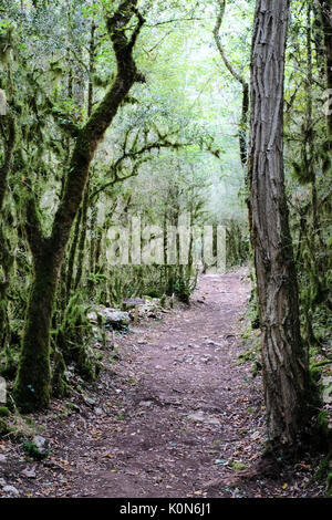 Un percorso sterrato che conduce attraverso un tunnel di verde di alberi e vegetazione Foto Stock