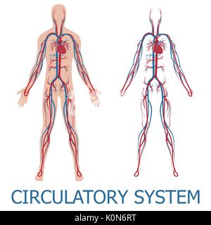 Umano sistema circolatorio. illustrazione vettoriale di circolazione del sangue nel corpo umano Illustrazione Vettoriale