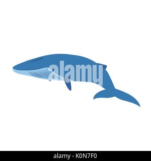 Grande balena blu isolato su sfondo bianco Illustrazione Vettoriale
