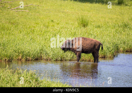 Bison in estate Foto Stock