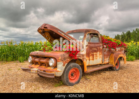 Il Parkside Pioneer presentano delle patch di un vecchio carrello con fiori a Winkler, Manitoba, Canada. Foto Stock