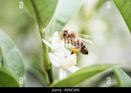 Bee per raccogliere il polline in un impianto di agrumi (Kumquat) Foto Stock