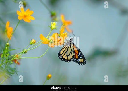 Il monarca meridionale (Danaus erippus) Foto Stock